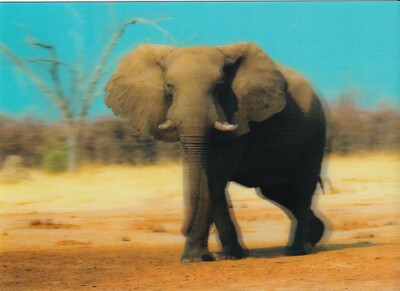 POSTCARD: 3D TYPE   ''AFRICAN BUSH ELEPHANT''   BY AUTHENTIC CARDS 