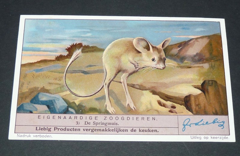 Chromo Liebig Oxo 1937 Serie 1359 Zoogdieren Mammiferes NÂ°3 Gerboise Egypte