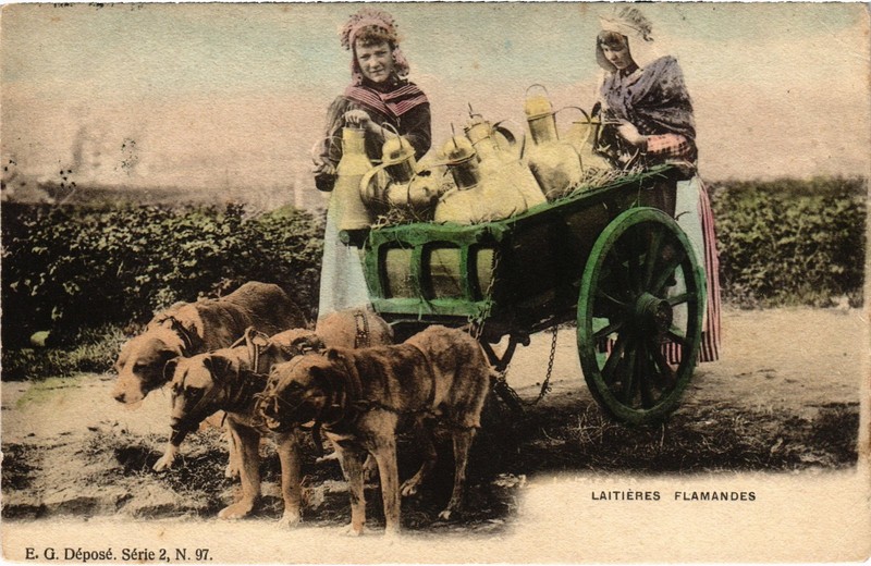 Pc Dog Carts Dogcarts Laitieres Flamande (A47019)