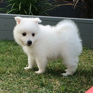 Japanese Spitz | Dogs & Puppies | Gumtree Australia Caloundra Area