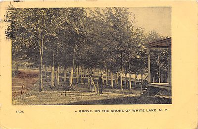 WHITE LAKE NEW YORK~A GROVE ON THE SHORE~W H LaPOLT #1306 PUBL POSTCARD 1912