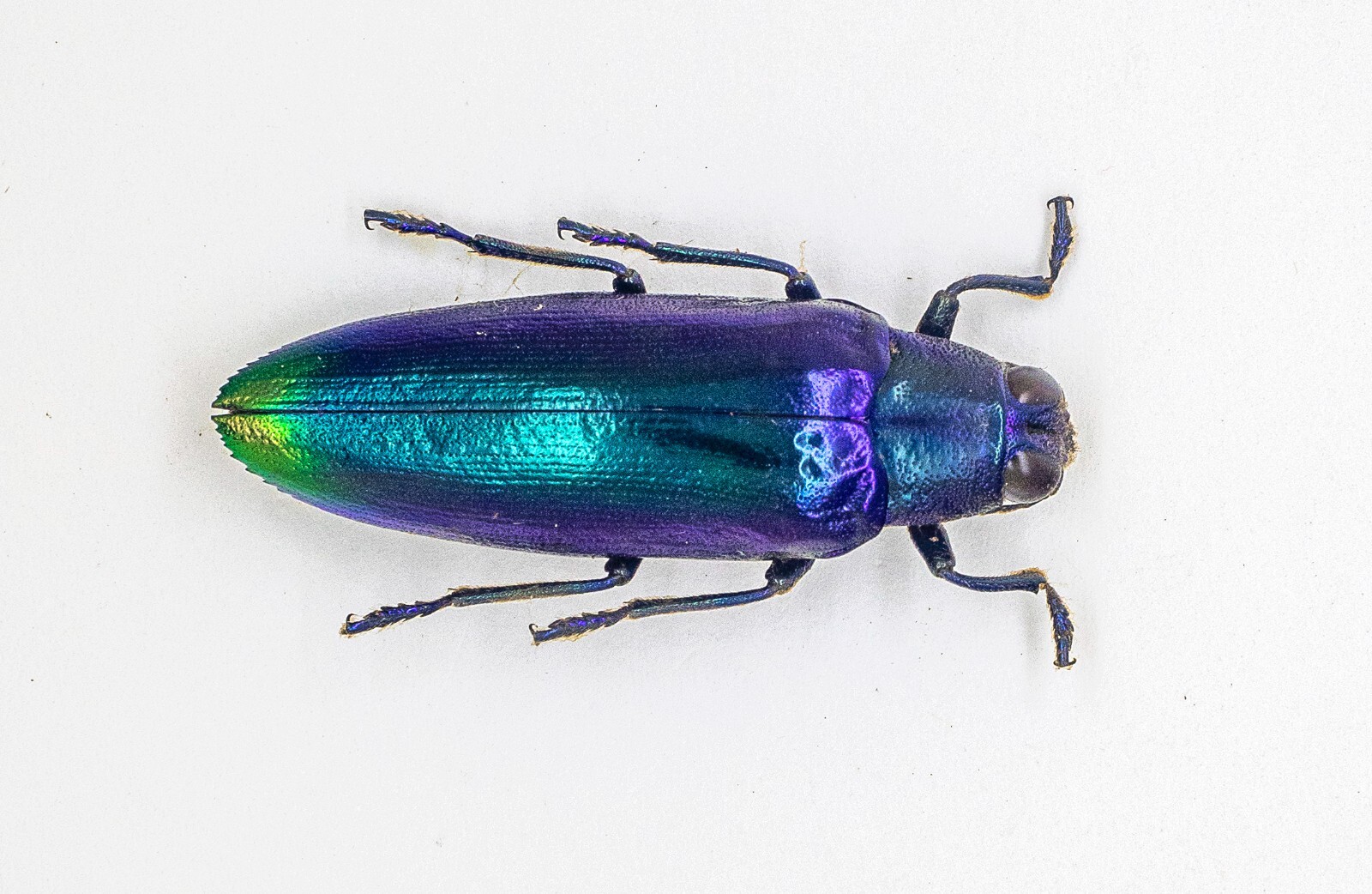 Buprestidae - Jewel Beetle - Chrysochroa fulimans (Bluish Buprestidae - Jewel Beetle - Chrysochroa fulimans (Bluish