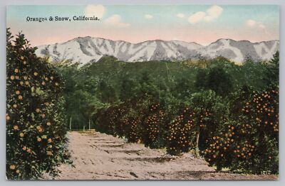 Beautiful Mountain View Behind The Orange Groves In California~Vintage Postcard