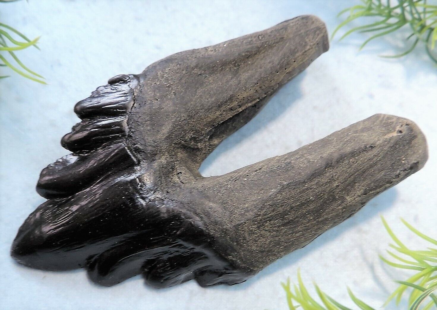 4 INCH LONG ARCHAEOCETE RESIN REPLICA EXTINCT WHALE TOOTH FOSS...