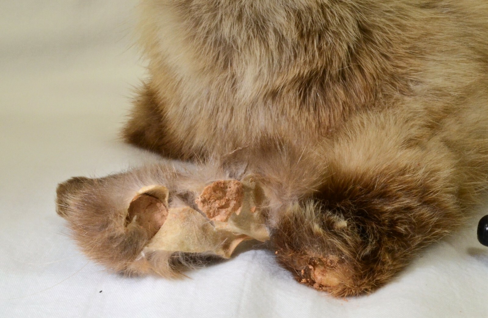 Taxidermy Weasel - Old Mount Broken Foot - For Repair