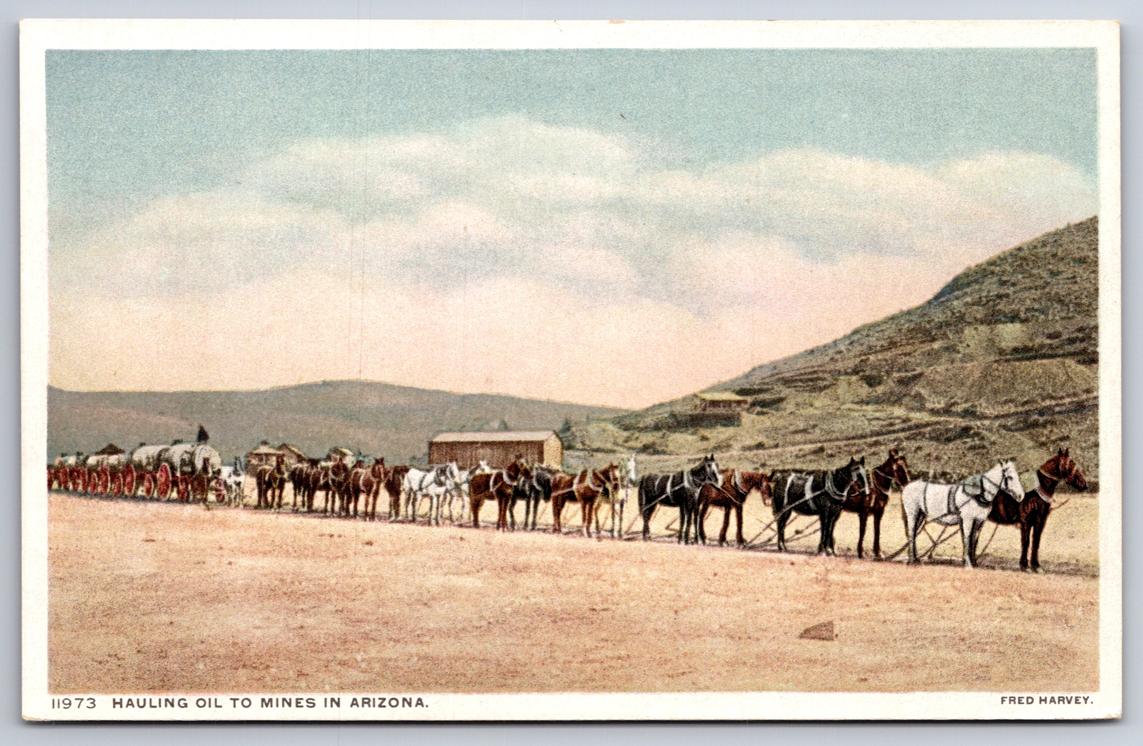Arizona~Twenty Horse Team Haul Oil to Mines~Barrel Wagon Train~Fred Harvey 1910