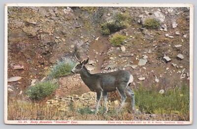 Postcard Rocky Mountain Blacktail Goat