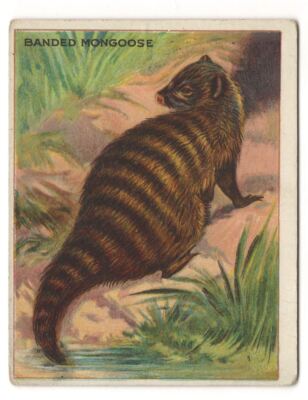 1910 T29 HASSAN ANIMAL SERIES BANDED MONGOOSE