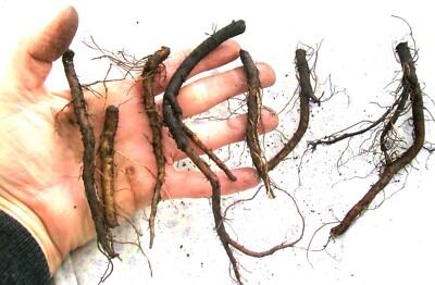 Heirloom Comfrey, 3 Small Root Cuttings from Indiana Homestead, Grown ''Organic''