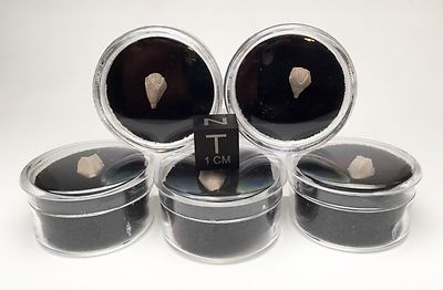 Blastoid Specimen NICE Fossil Sea Life Echinoderm Mineral INDIANA w/ ID card