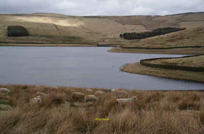 Photo 12x8 Sheep grazing by Castleshaw Upper Reservoir Standedge forms the c2010