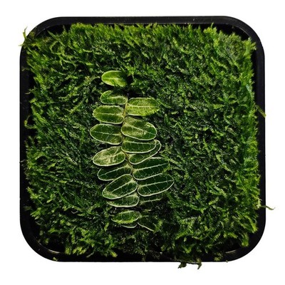 ADA Wabi-Kusa Mat with Marcgravia umbellata and Peacock Moss