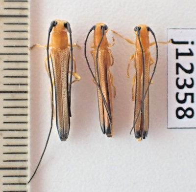 j12358. Insects, Cerambycidae sp. Vietnam, Lam Dong