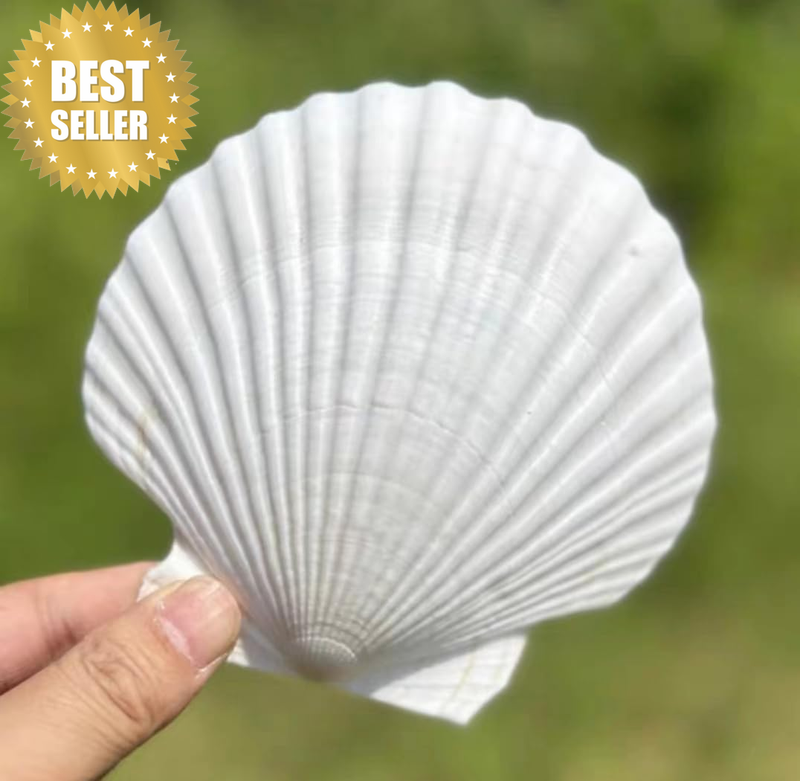 10 PCS Large Scallop Shells 4-5 Inch Natural White Scallop Shells from Sea Beach