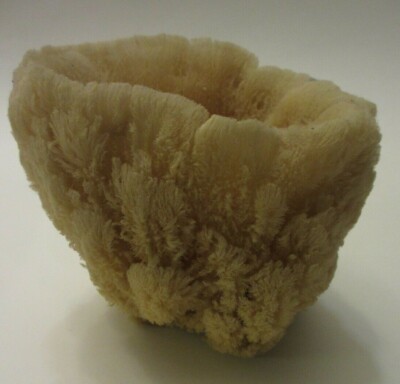 LARGE NATURAL SEA SPONGE VASE EXQUISTE TEXTURE UNIQUE DECORATIVE OCEAN REEF