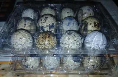24 Coturnix Quail hatching eggs free shipping