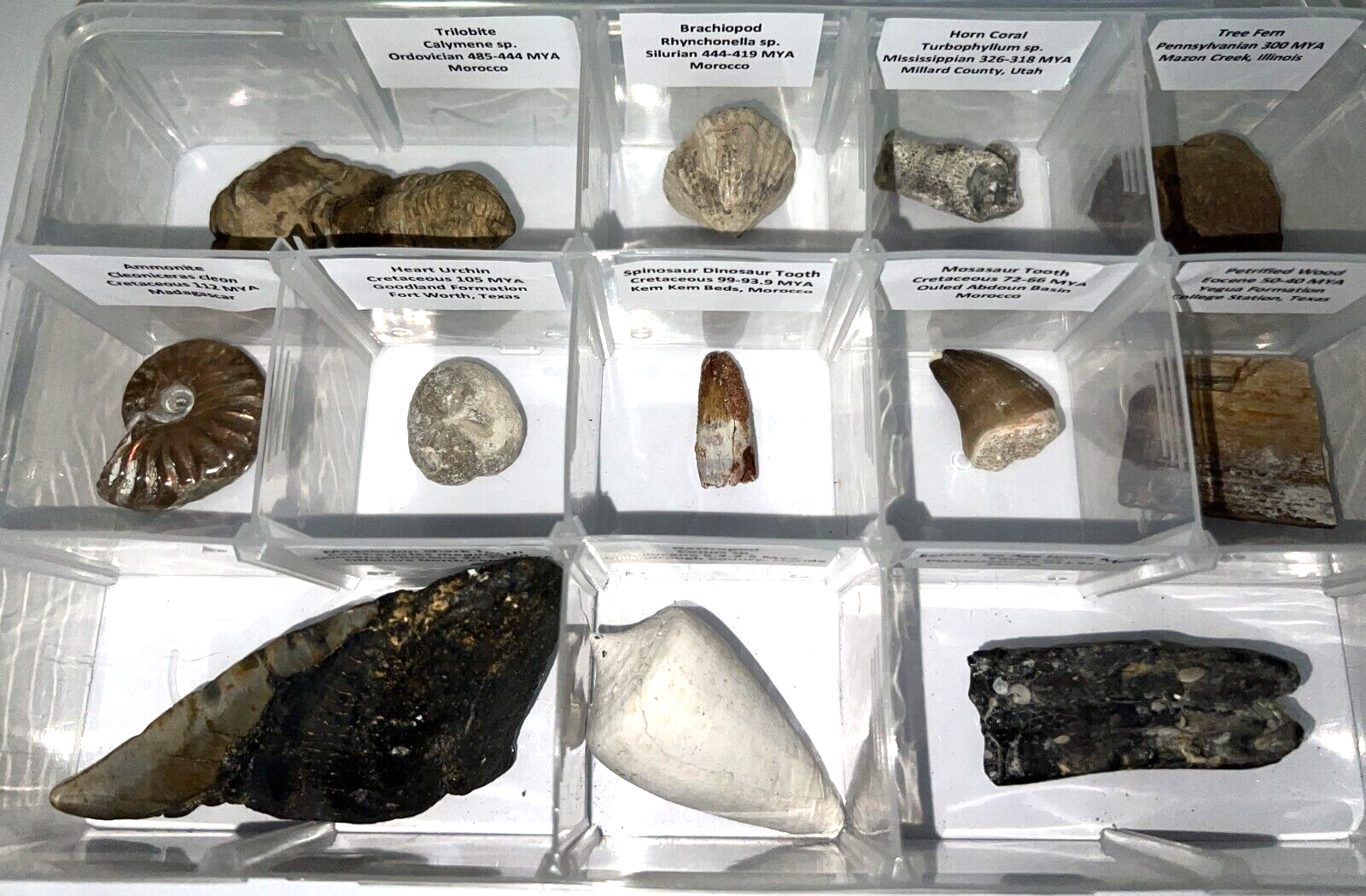 Labeled REAL 12 Fossil Collection in a Case MEGALODON, DINOSAUR TOOTH, TRILOBITE