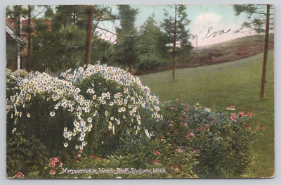 Marguerites in Manito Park Spokane WA Daisies Antique 1910 Postcard - Posted