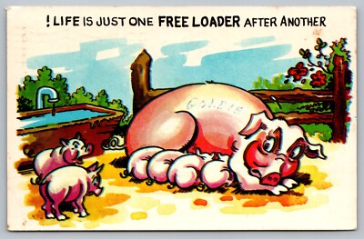 Postcard  Life Is Just One Free Loader After Another Pig Piglets Hog  Humor 