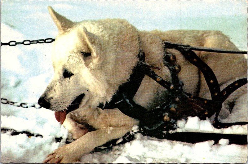 Vintage Postcard Continental Alaskan Sled Dog AK Husky