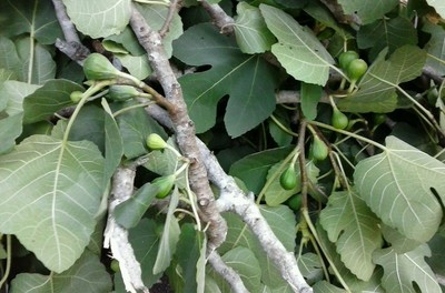 10 Fig Cuttings Ficus carica, Ischia Black, Excelsior, ships free !!!!