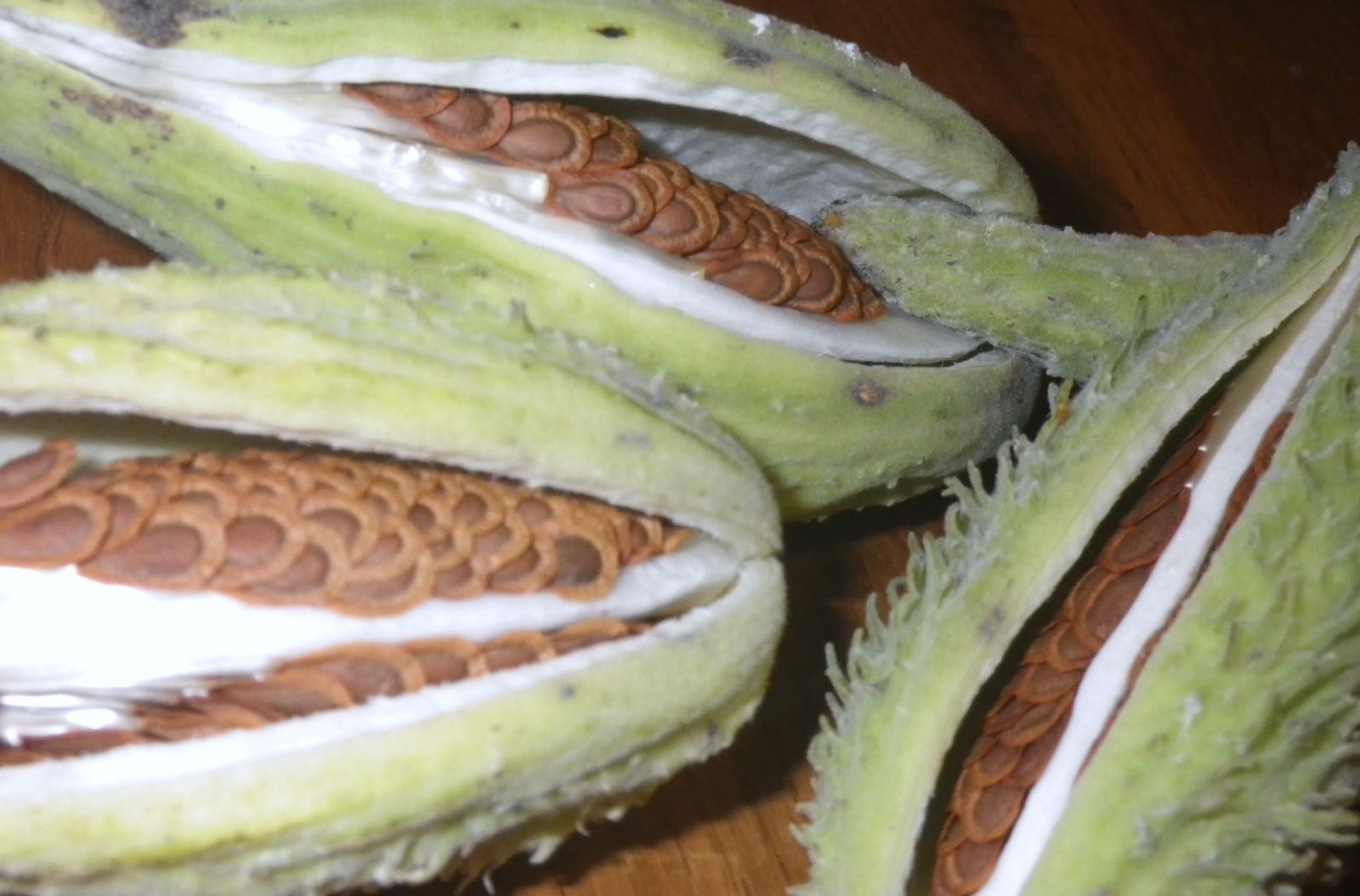 2017 50-10,000 Common Milkweed Seeds Stratified Organic Monarch Butterfly