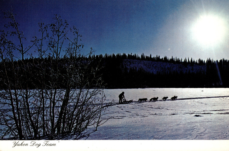 Vtg Postcard Yukon Dog Team Whitehorse Canada Dexter Color Studio