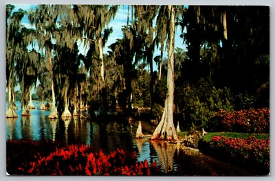 CYPRESS TREES LAKE ELOISE CYPRESS GARDENS FLORIDA VTG POSTCARD