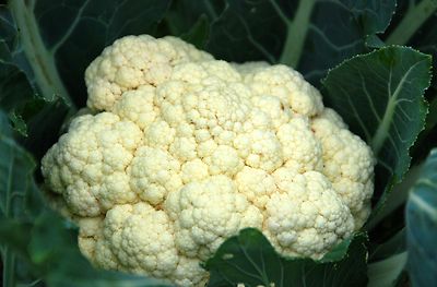 BLUMENKOHL WEISS MITTELFRÜHE SORTE MILDER GESCHMACK KNACKIGES GEMÜSE 100 SAMEN