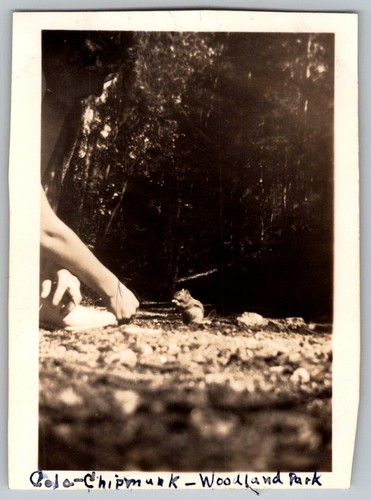 Vtg B&W Snapshot Woman Feeding Wild Chipmunk Woodland Park Colorado 1937