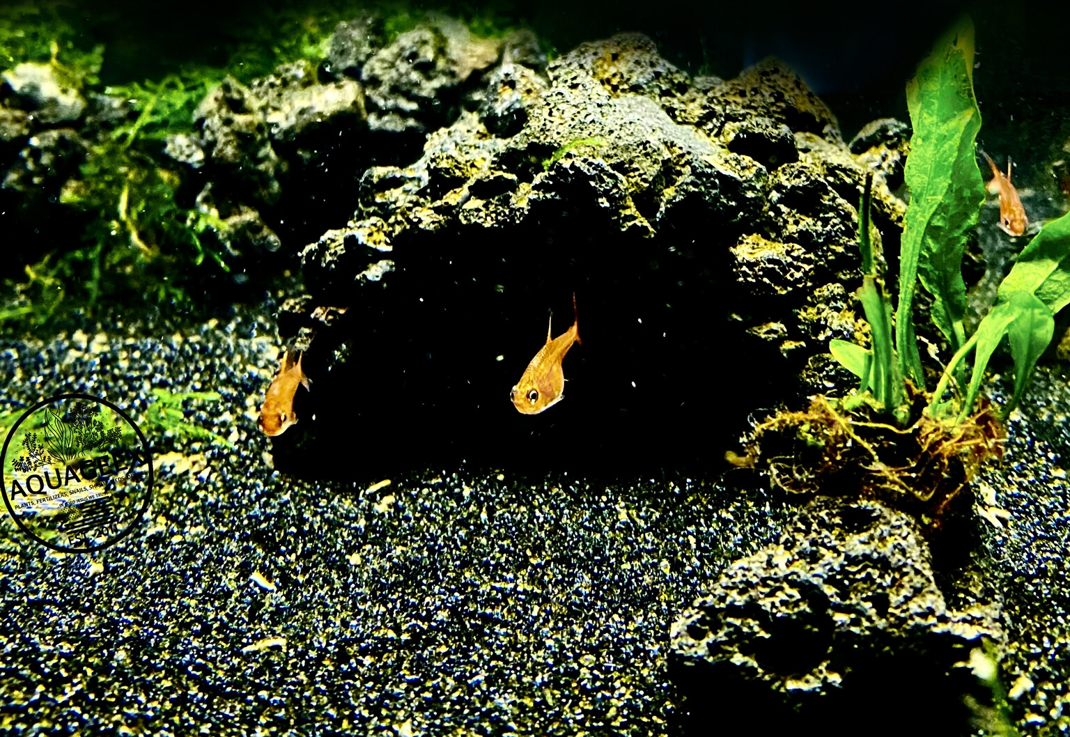 Black Aquarium Sand Substrate Freshwater  - Medium Grain - Planted Cichlids