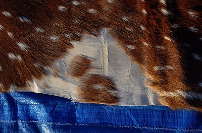 Axis Deer Skin Second Grade -Axis Deer Hide Size: 38"X30" Cheetal deer buck hide