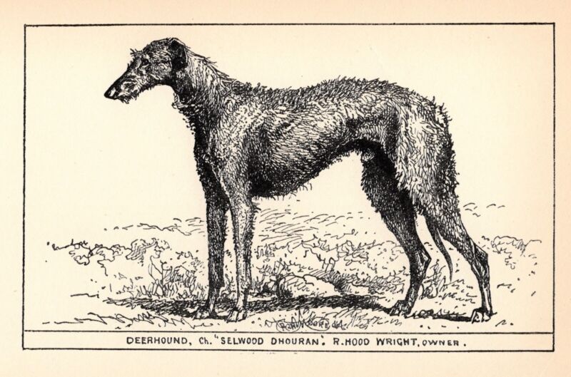Antique Deerhound Print 1912 Moore Ch Selwood Dhouran Scottish Deerhound 4823x