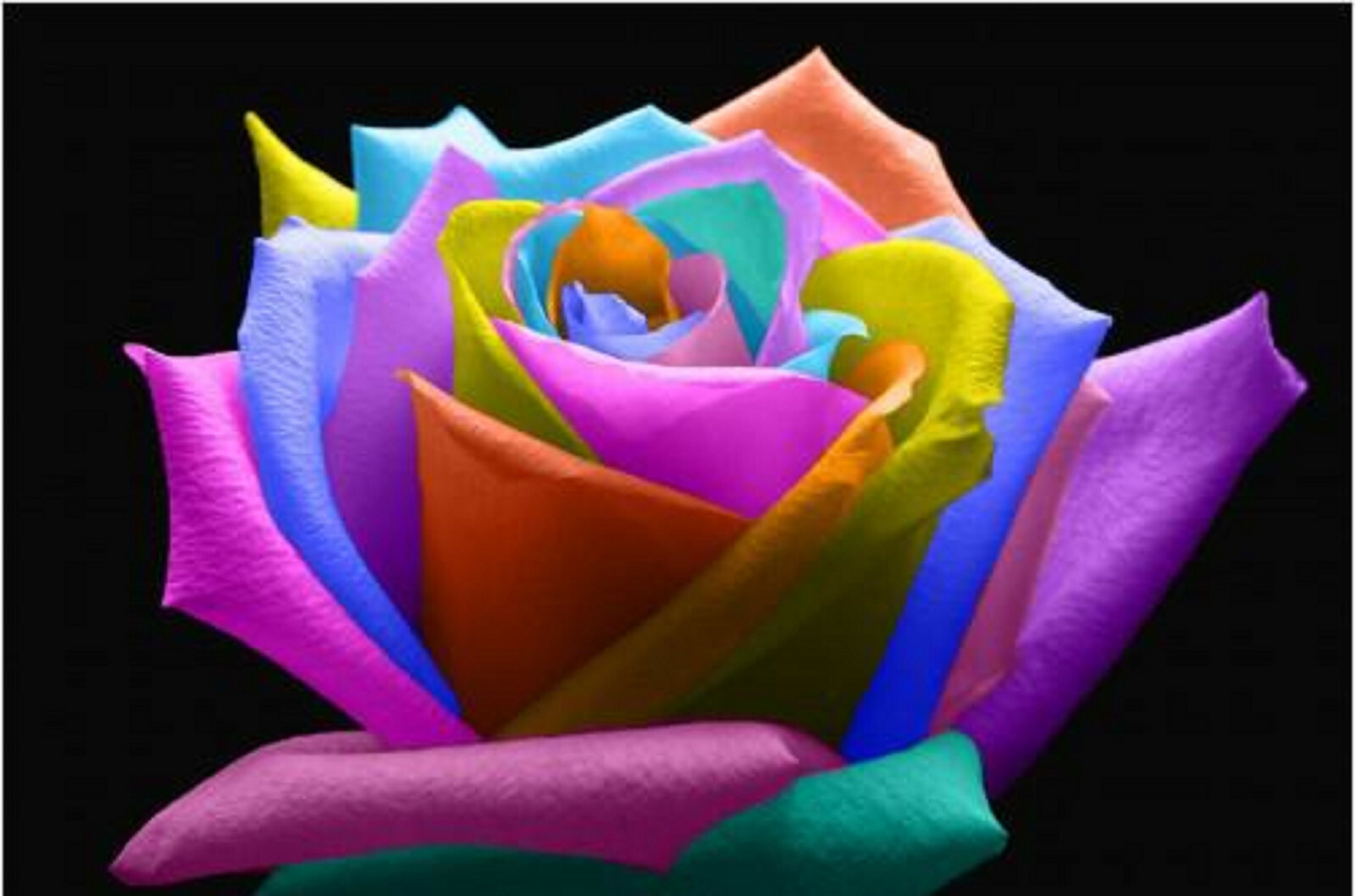 rainbow-rose Amazon.com : 300+ Rare Multi Colorful Rainbow Rose Seeds for