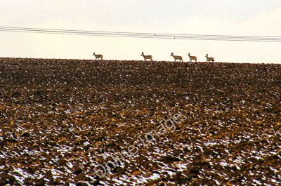 Photo 6x4 All in a row. West Littleton Down Looking north, five deer cros c2010