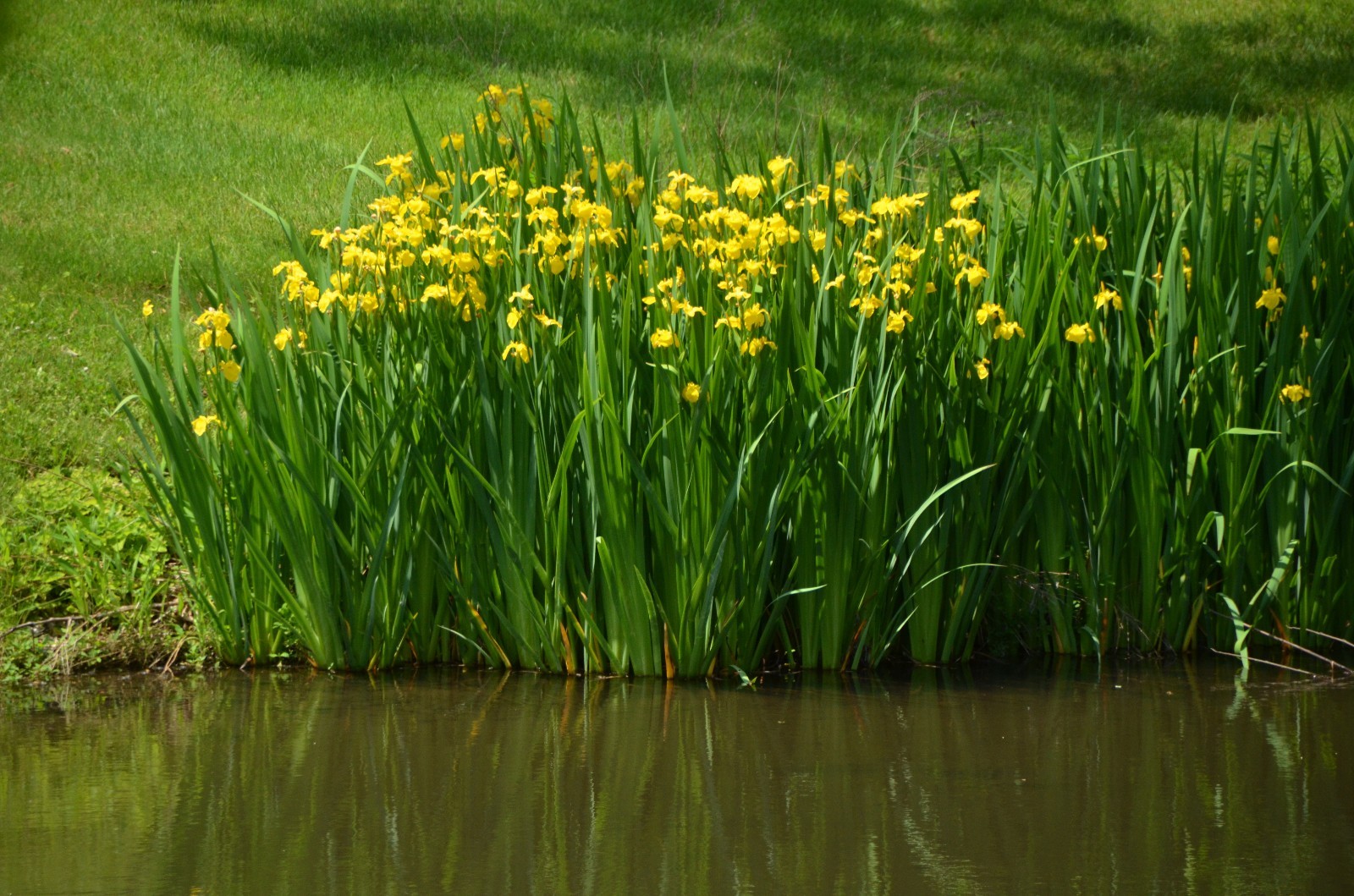 YELLOW WATER IRIS/ 3  Rhizomes /Pond /Water Gardens