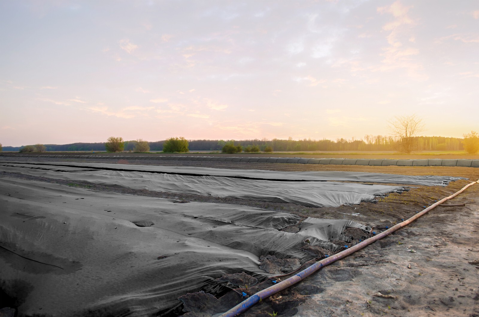 Sandbaggy Frost Cloth Rolls - Plant Blanket for Shrubs, Trees, Gardens - 4 oz.