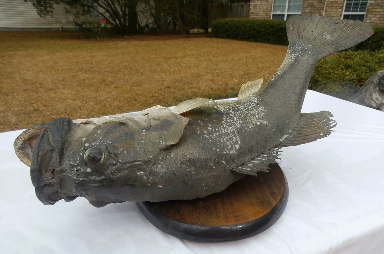 Vintage 21” Large Mouth Bass Live Skin Wall Mount - NR