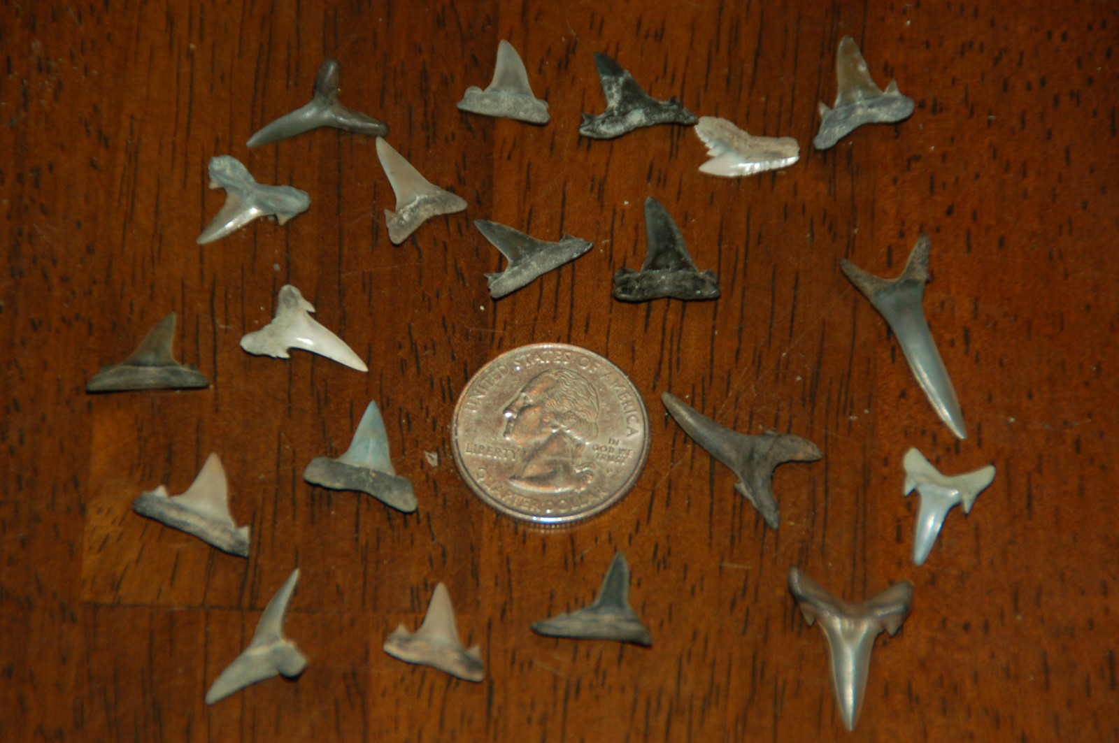 20 Rare Eocene Fossil Shark Teeth --- Alabama U.S.A   FS-14