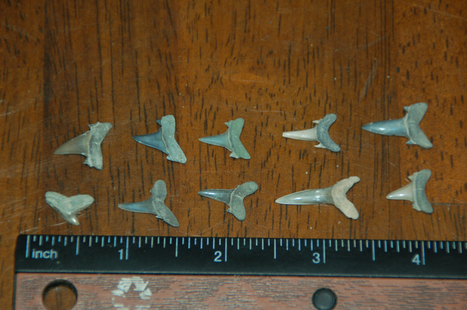 10 Rare Eocene Fossil Shark Teeth --- Alabama U.S.A   FS-16
