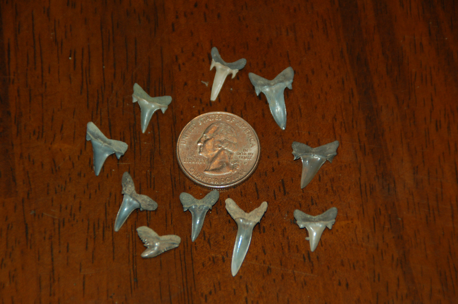10 Rare Eocene Fossil Shark Teeth --- Alabama U.S.A   FS-16