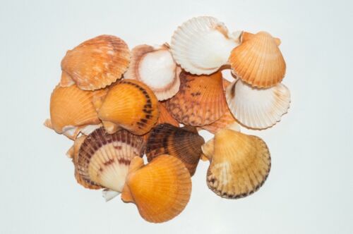 NessaStores Orange Pecten Sea Shell Beach Craft Scallop 2" - 3" (16 pcs ) #JC-31