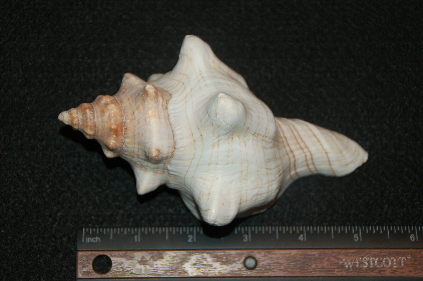 Striped Fox Conch Seashell 5 1/2