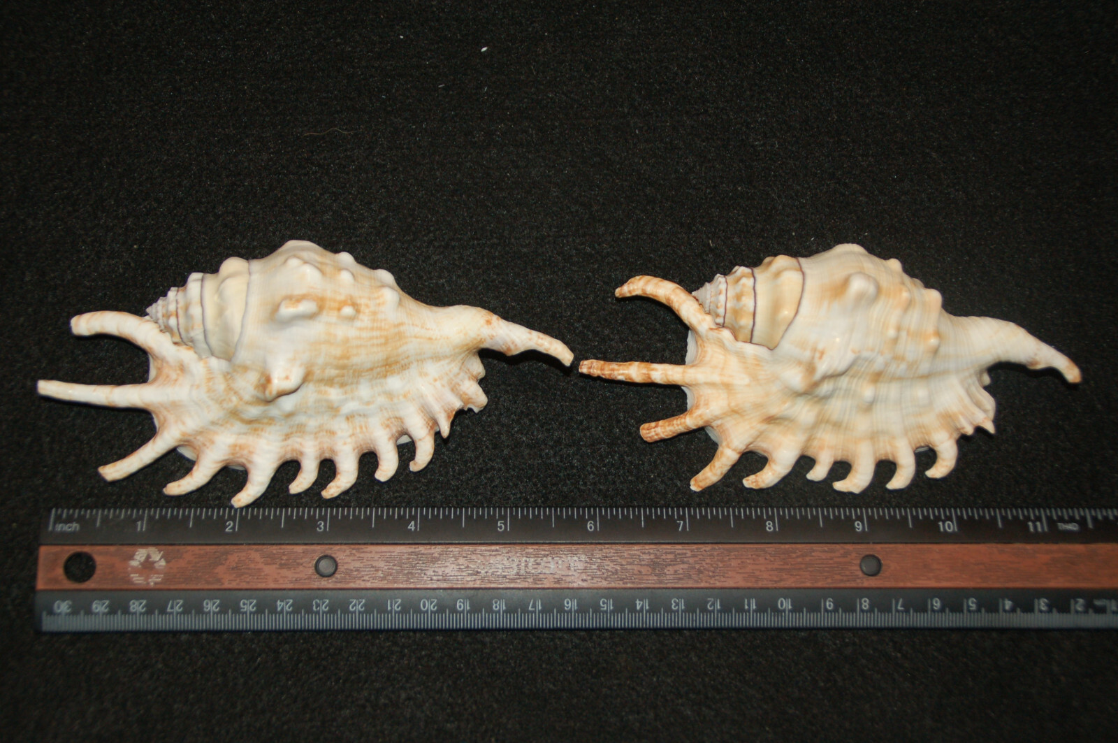 Set Of 2 Spider Conch Seashells 5 1/2