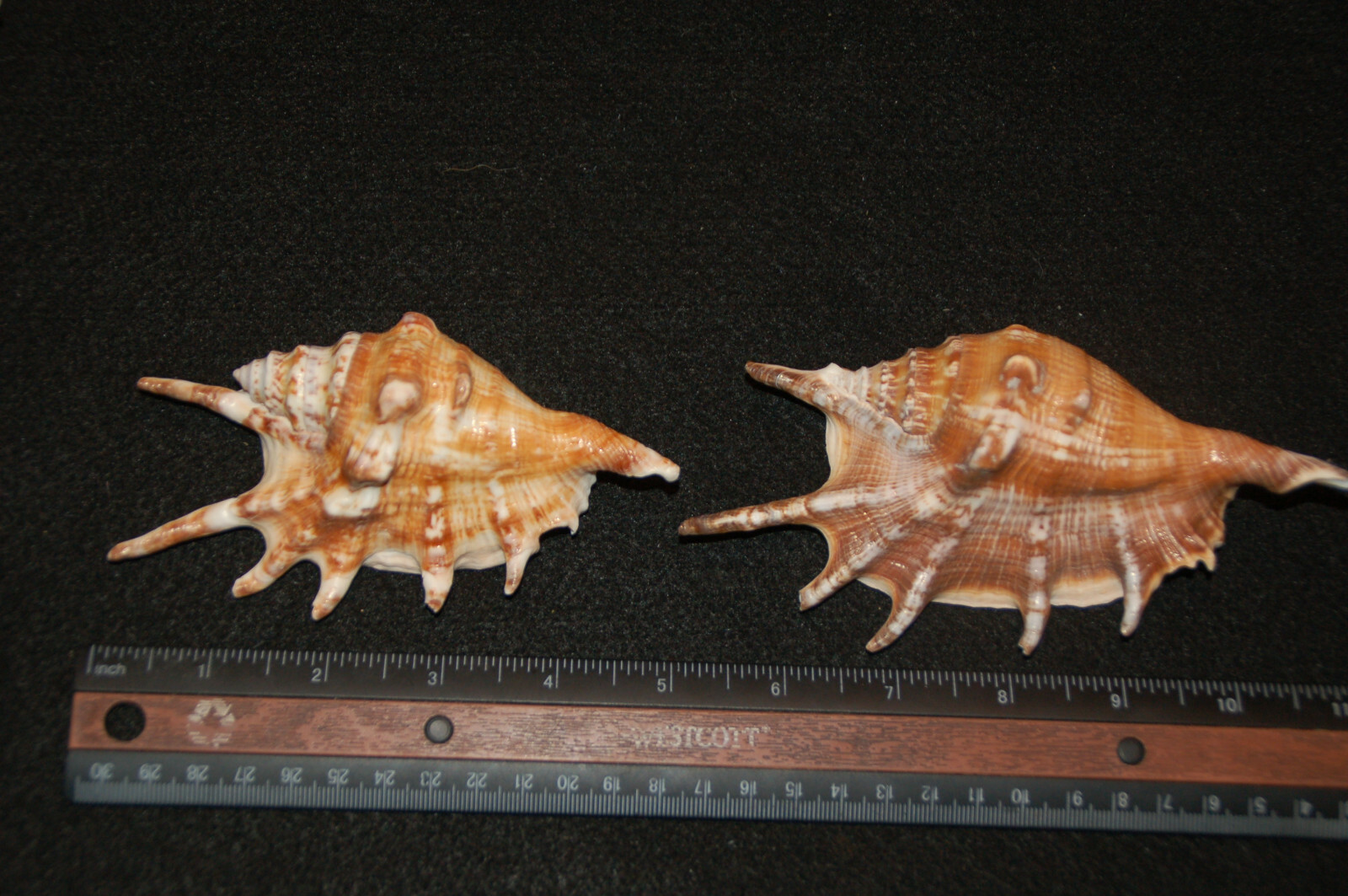 Set Of 2 Spider Conch Seashell 5