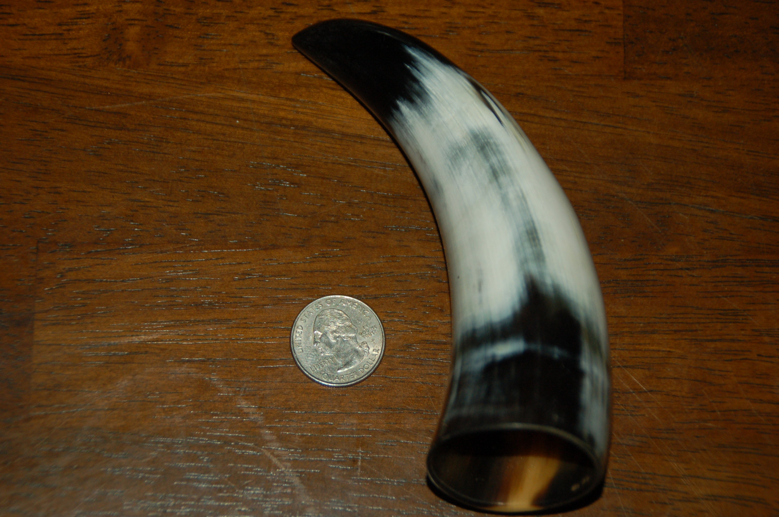 Polished Water Buffalo Horn 6 1/2