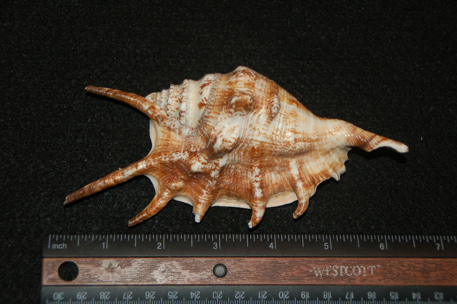 Spider Conch Seashell 6 1/4