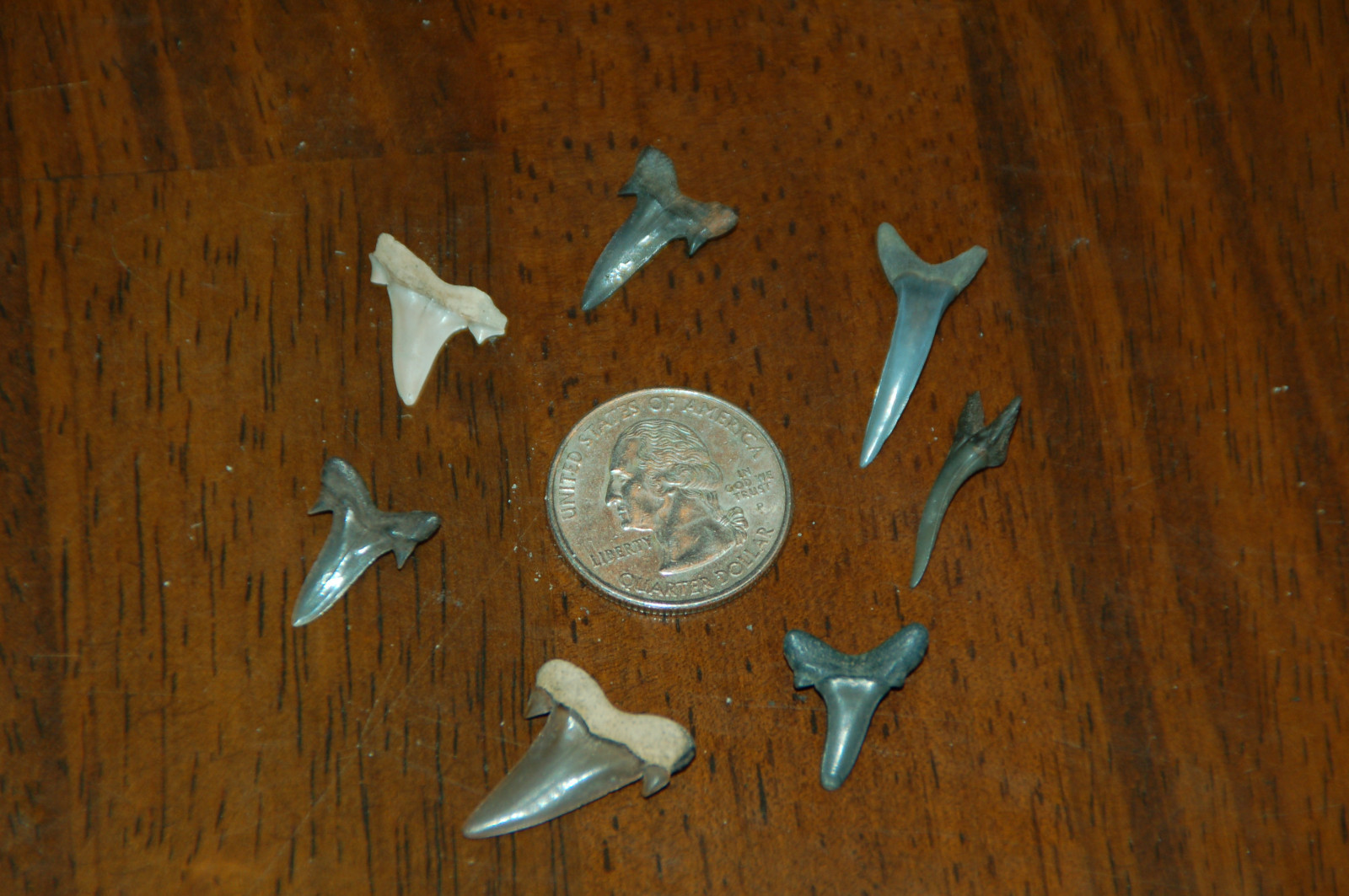7 Rare Eocene Fossil Shark Teeth --- Alabama U.S.A   FS-11