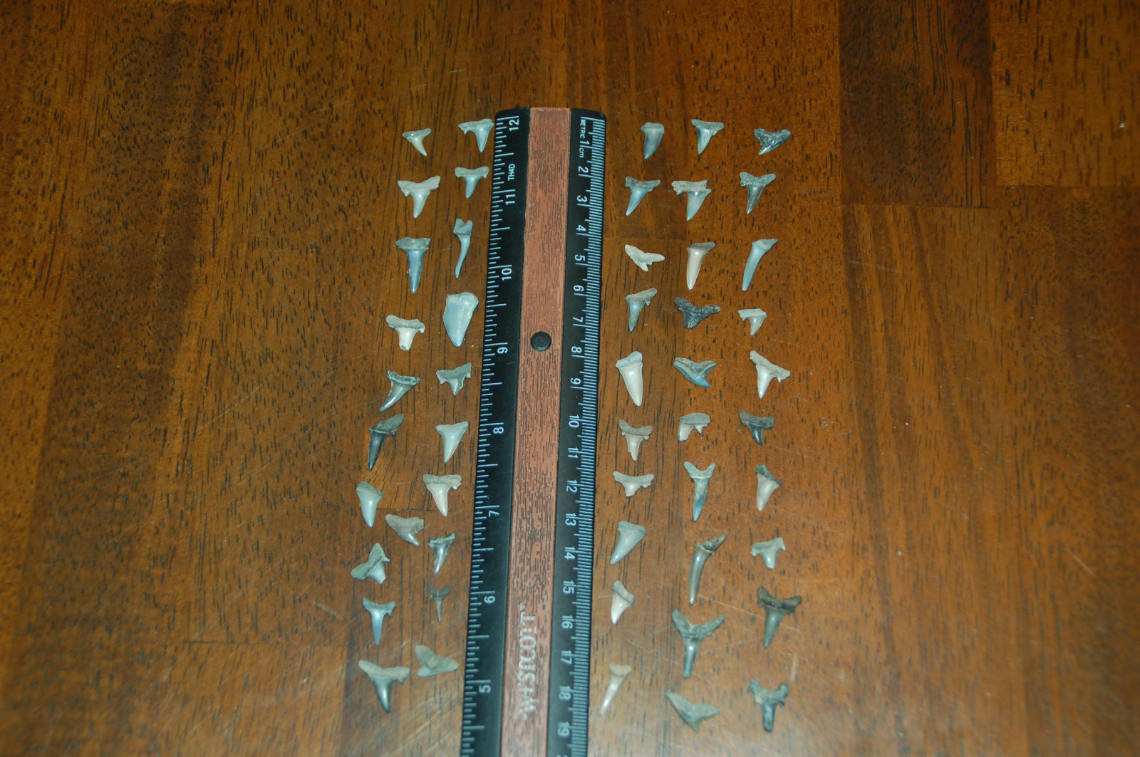 50 Rare Eocene Fossil Shark Teeth --- Alabama U.S.A   FS-27