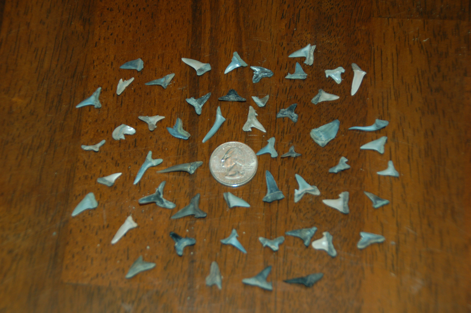 50 Rare Eocene Fossil Shark Teeth --- Alabama U.S.A   FS-27